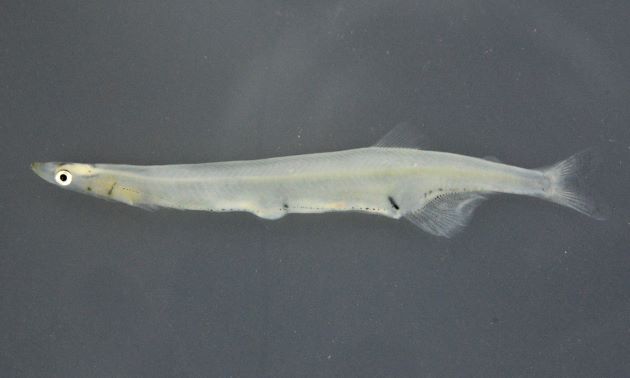 10cm SL 前後になる。背鰭は腹鰭よりも遙かに後方にある。脂鰭がある。雄の臀鰭鱗数は16-18。受け口で口蓋骨歯がある。体高は低く、黒点が尾鰭・体側に並ぶが尾柄部上下からの三角形を思わせる黒点はないか不明瞭。［木曽川河口域］