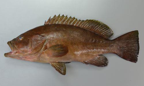 体長62cm前後になる。全体に暗赤銅色で褐色のなかに網目模様がある。頭部は鈍い。尾鰭は截形か少し後方に丸く白い縁取りがない。ホウセキハタよりも大きくなる。
