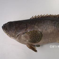 タマカイ 魚類 市場魚貝類図鑑