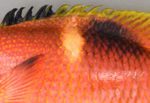 クリックで拡大表示