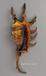 クリックで拡大表示