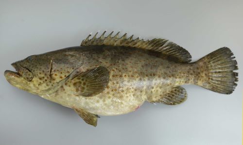 120cm TL 重さ15kg前後になる。尾鰭は丸く、体全体に茶色の斑紋がちらばる。地色に薄い部分・濃い部分はあるがはっきりしない。
