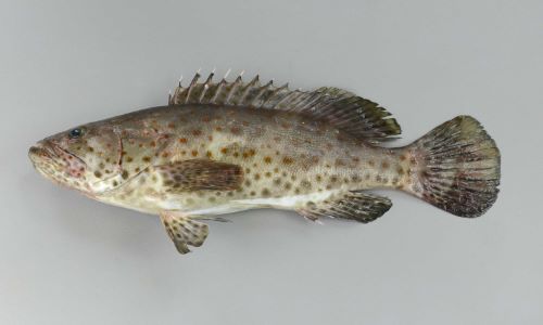 120cm TL 重さ15kg前後になる。尾鰭は丸く、体全体に茶色の斑紋がちらばる。地色に薄い部分・濃い部分はあるがはっきりしない。
