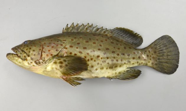120cm TL 重さ15kg前後になる。尾鰭は丸く、体全体に茶色の斑紋がちらばる。地色に薄い部分・濃い部分はあるがはっきりしない。