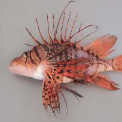 ミノカサゴ ヤマノカミ 市場魚貝類図鑑