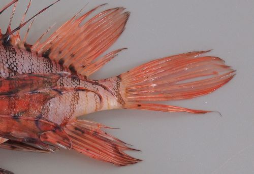 ミノカサゴ ヤマノカミ 市場魚貝類図鑑