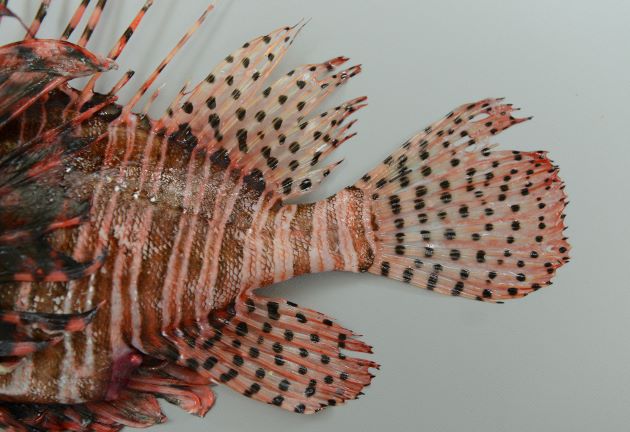 第二背鰭、尾鰭、尻鰭などに褐色のゴマ状の斑紋がある。