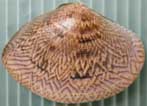 クリックで拡大表示 コタマガイの殻の茹でた色