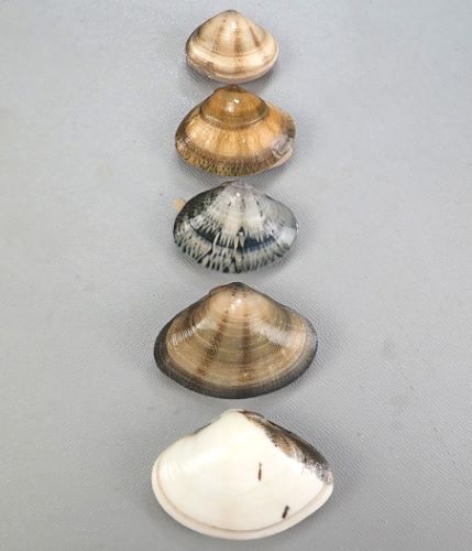 【fossil】二枚貝８３種類タマガイ科他４１種類フトコロガイ科他４３種類 fossil様専用】二枚貝83種類タマガイ科他41種類フトコロガイ