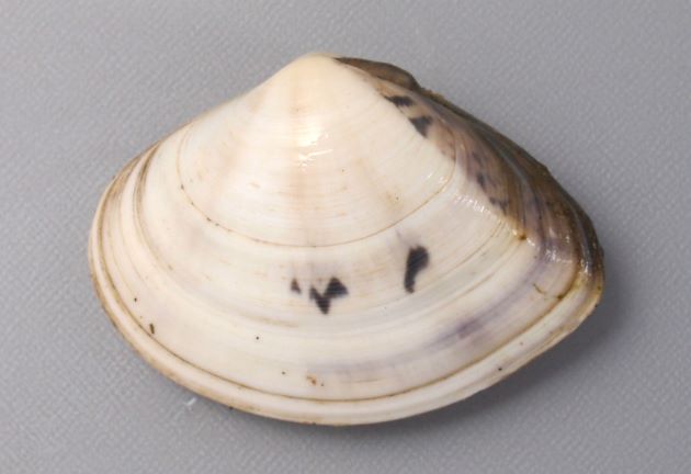 SL（殻長）72mm前後になる。貝殻は厚みがあってふくらみは弱い。腹縁は丸みがある。扇形で斑紋が非常に多彩。
