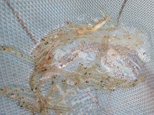 クリックで拡大表示 萩のシロウオ漁