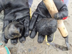 クリックで拡大表示