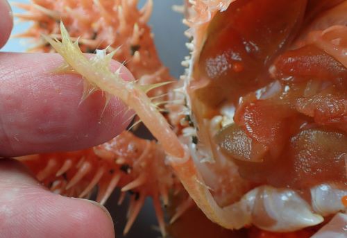 鉗脚は2対、歩脚は4対で最後は甲羅下にかくれている。