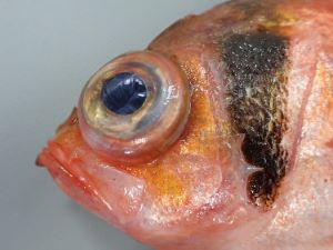 クリックで拡大表示