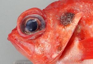 クリックで拡大表示