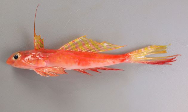 17cm SL 前後になる。雄と雌で形態が違う。赤く頭部に近くなるほど太くなる。第2背鰭の多くは先端が分枝する。