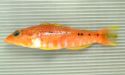 ホシヒメコダイのサムネイル写真
