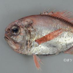 ヒウチダイ 魚類 市場魚貝類図鑑