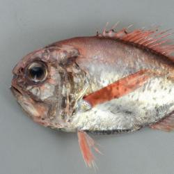 ヒウチダイ 魚類 市場魚貝類図鑑