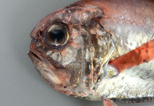 ヒウチダイ 魚類 市場魚貝類図鑑