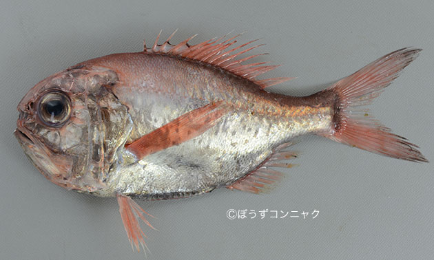 ヒウチダイ 魚類 市場魚貝類図鑑