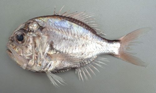 マルヒウチダイ | 魚類 | 市場魚貝類図鑑 マルヒウチダイ | 魚類 | 市場魚貝類図鑑