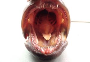 クリックで拡大表示