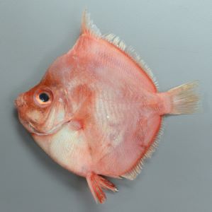 クリックで拡大表示