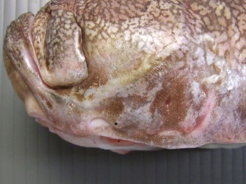 ミシマオコゼ | 魚類 | 市場魚貝類図鑑