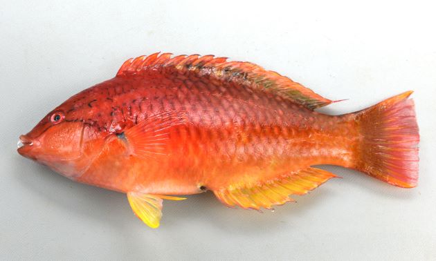 SL 20cm前後になる。赤いかオレンジ色。ササノハベラ属２種は似ているが、目の下の黒っぽい褐色の筋が胸鰭（むなびれ）方向に下に曲がり、胸鰭近くまで達する。背などに斑紋がない。［全長23.5cm・重226g］