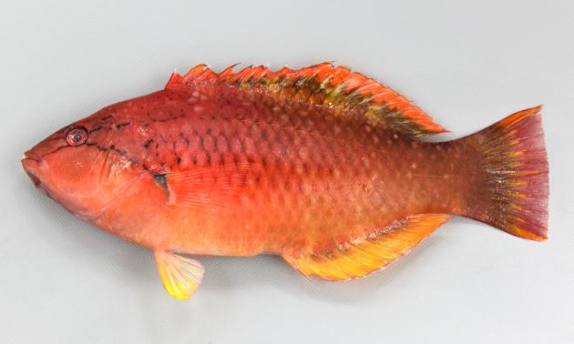 SL 20cm前後になる。赤いかオレンジ色。ササノハベラ属２種は似ているが、目の下の黒っぽい褐色の筋が胸鰭（むなびれ）方向に下に曲がり、胸鰭近くまで達する。背などに斑紋がない。［全長22cm・重180g］