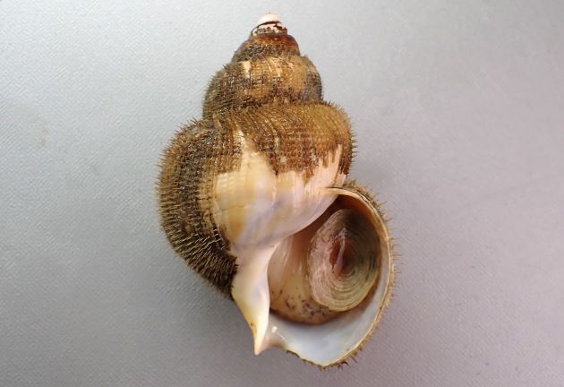 殻長10センチ前後になる。殻皮は厚みがあり、粗い毛が全体を覆う。貝殻は白く微かに紫褐色を帯び、非常に薄くもろい。成長脈と羅肋で格子状模様を作る。貝殻の表面に短い毛が筋状に規則正しい間隔で円周を巻いている。