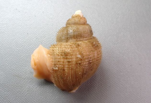 殻長10センチ前後になる。殻皮は厚みがあり、粗い毛が全体を覆う。貝殻は白く微かに紫褐色を帯び、非常に薄くもろい。成長脈と羅肋で格子状模様を作る。貝殻の表面に短い毛が筋状に規則正しい間隔で円周を巻いている。