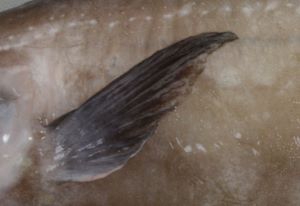 クリックで拡大表示