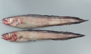 クリックで拡大表示