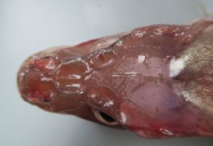 クリックで拡大表示