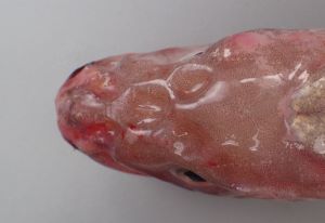 クリックで拡大表示