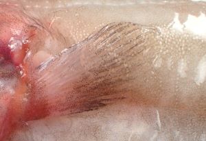 クリックで拡大表示