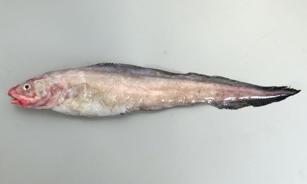 全長60cm前後になる。腹鰭はない。背鰭に棘はない。鰓孔は大きく下端は胸鰭から離れる。肛門上の鱗は丸い。カンテンゲンゲと似ているが上部から見ると目と目の間が比較的離れている。