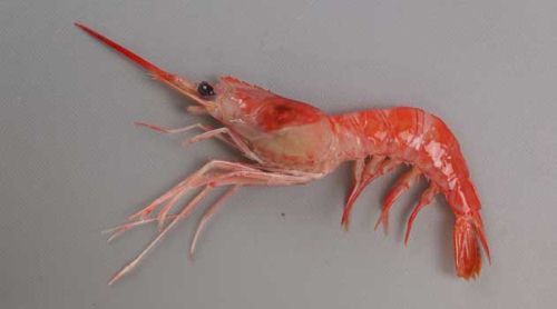 ナミクダヒゲエビ | 甲殻 | 市場魚貝類図鑑