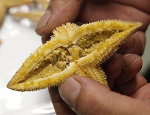 マヒトデ その他生物 市場魚貝類図鑑