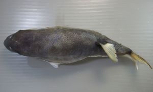 クリックで拡大表示 ドクサバフグ