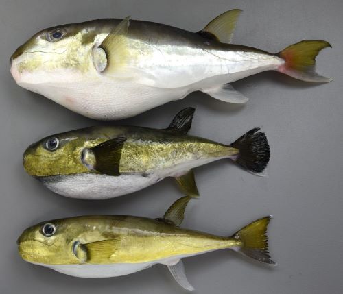 シロサバフグ 魚類 市場魚貝類図鑑 シロサバフグ 魚類 市場魚貝類図鑑