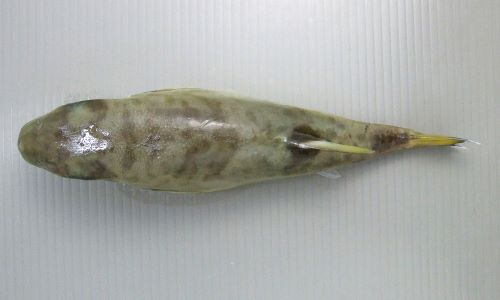 シロサバフグ 魚類 市場魚貝類図鑑