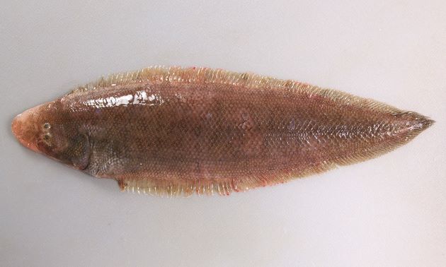 25cm SL 前後になる。吻は尖る。ウシノシタ科では細長い。赤みを帯びた褐色で鱗はやや大きめ。有眼部の側線は3本。第1と第2の側線の間の鱗は11-13。口の後端は下眼後縁を越える。