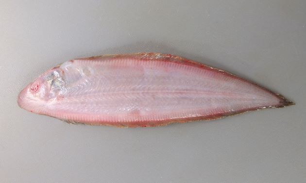 25cm SL 前後になる。吻は尖る。ウシノシタ科では細長い。赤みを帯びた褐色で鱗はやや大きめ。有眼部の側線は3本。第1と第2の側線の間の鱗は11-13。口の後端は下眼後縁を越える。