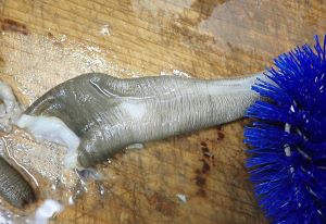 クリックで拡大表示