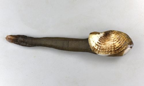 天然深海性ウミタケ ウミタケ | 軟体 | 市場魚貝類図鑑