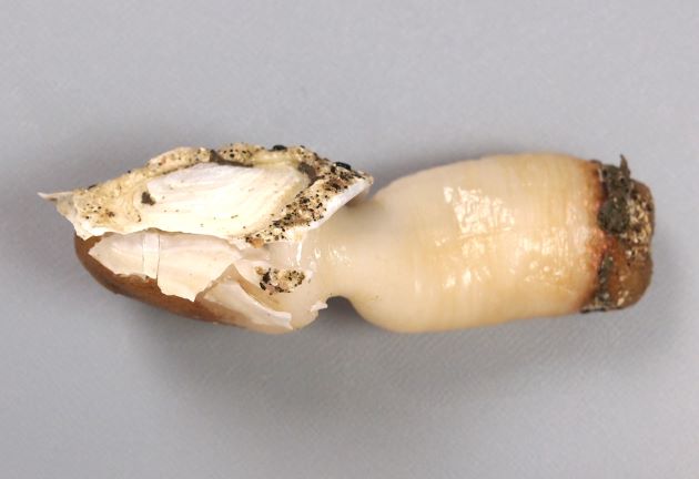 貝殻は筒の部分に比べて小さく、水管が長い。貝殻は筒の根元にへばりついている。形態はナミガイに似ている。