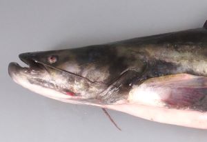 ナマズ科について 生物一覧ー 市場魚貝類図鑑 ナマズ科について 生物一覧ー 市場魚貝類図鑑